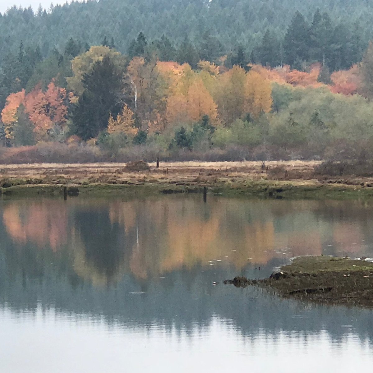 Theler wetlands belfair nature preserve 2025 all you need to know