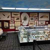 Wall of Fossils