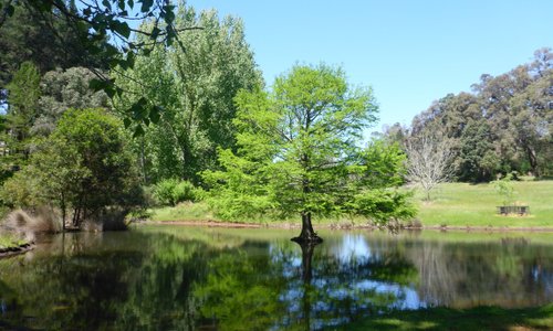 Taxodium