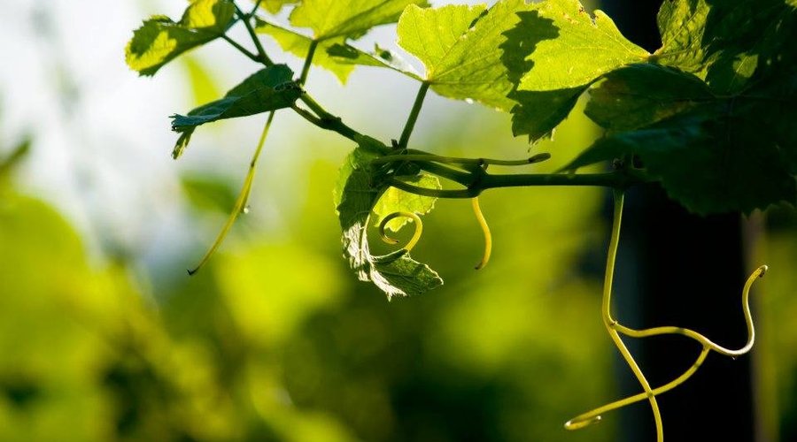 Pretty vine