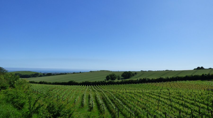 Lower vineyard