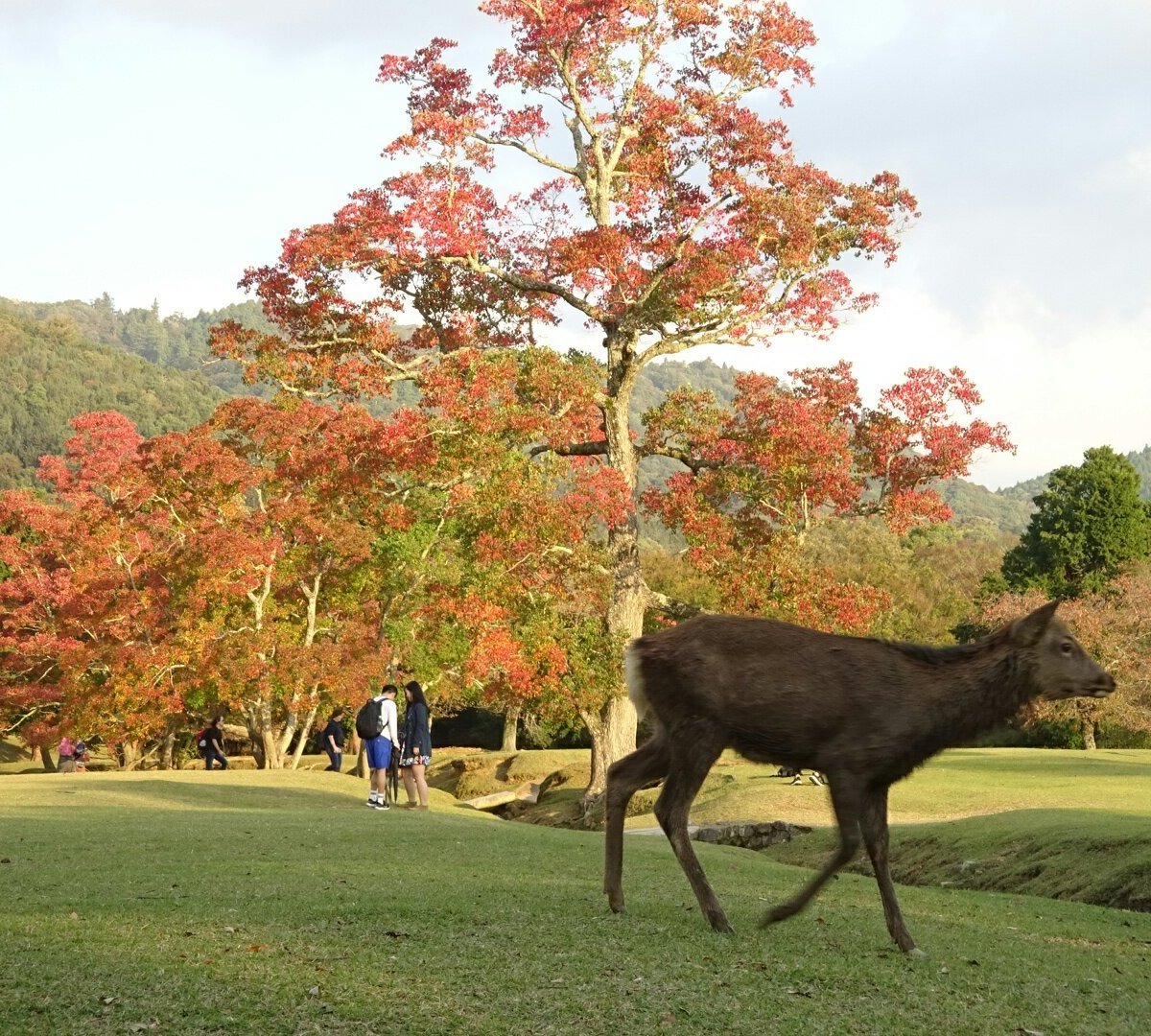 Nara Park - All You Need to Know BEFORE You Go (2024) - Tripadvisor