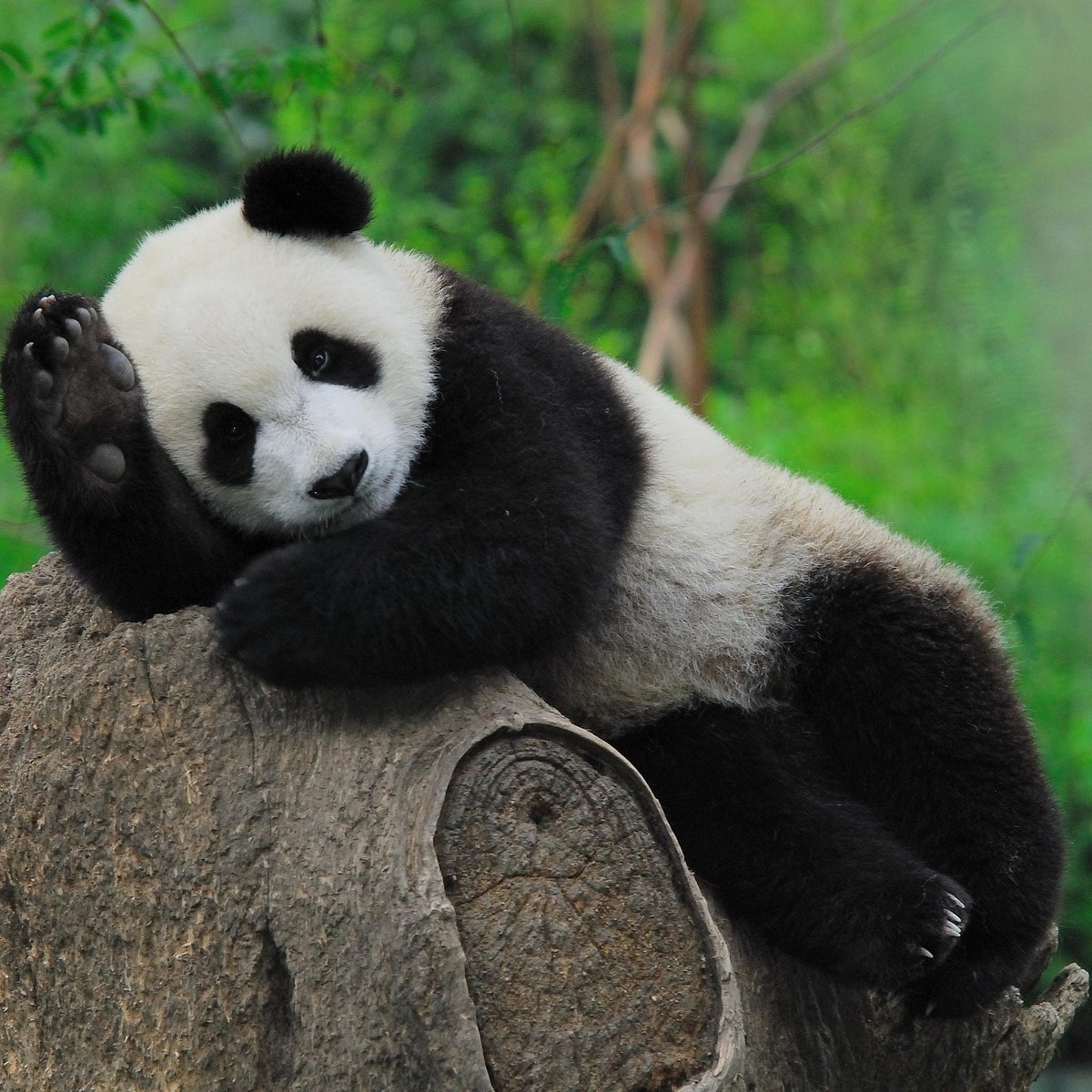 panda volunteering and photo taking (Dujiangyan, China): Address, Phone ...