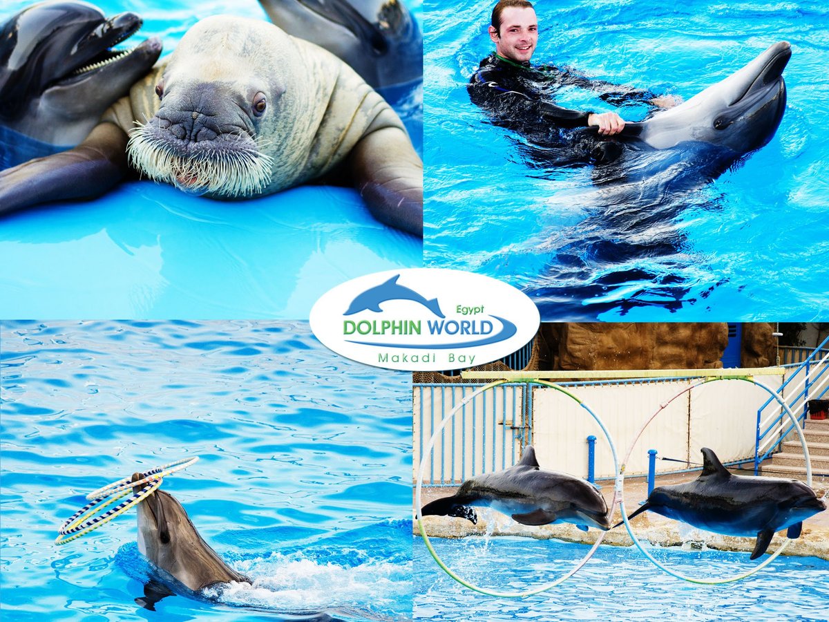 Dolphin World, Хургада: лучшие советы перед посещением - Tripadvisor