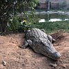 Sad and inhumane - Review of Crocodile Farm, Siem Reap, Cambodia -  Tripadvisor