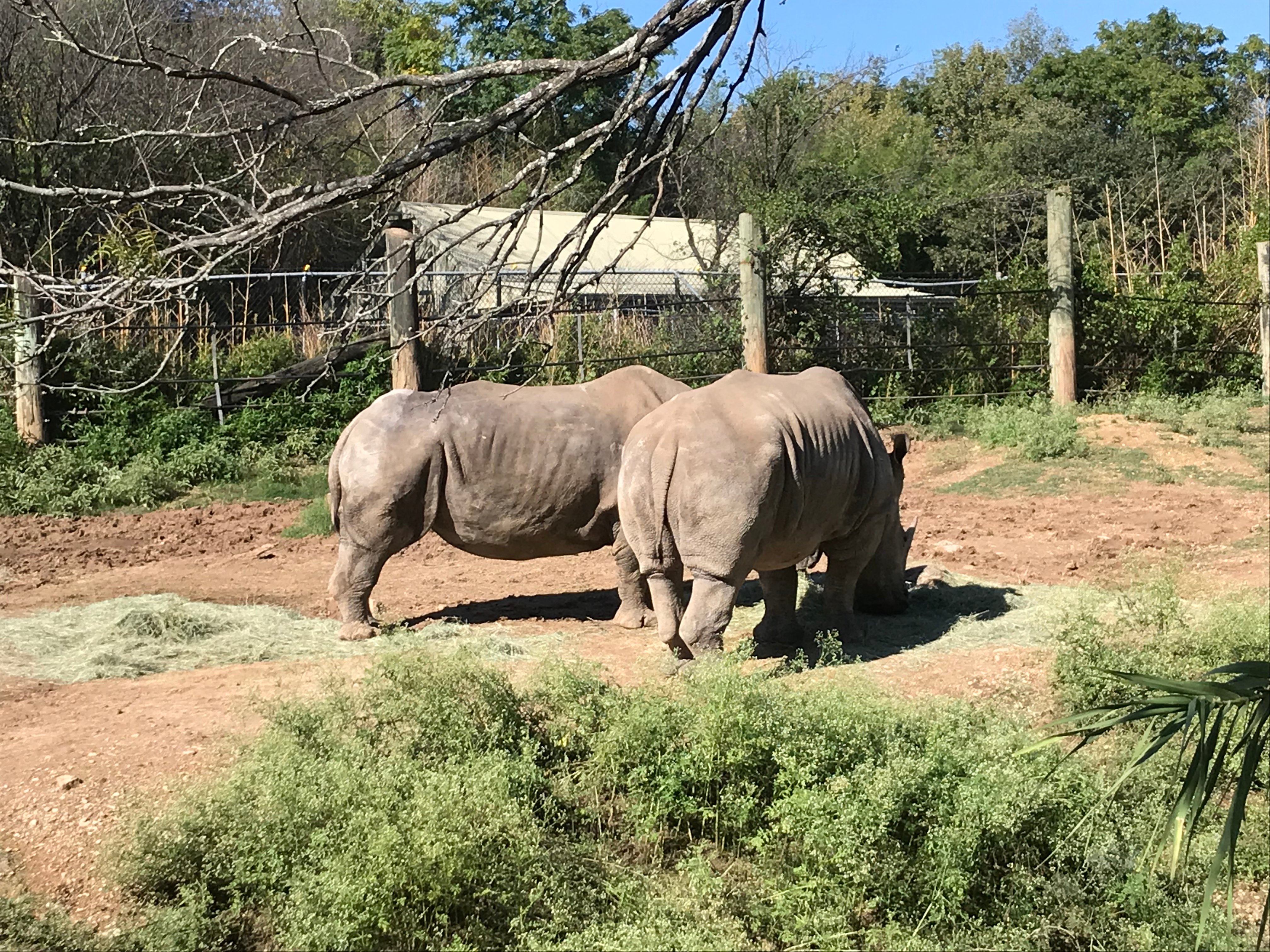 Cameron Park Zoo Waco 2023 Alles Wat U Moet Weten VOORDAT Je Gaat   Cameron Park Zoo 