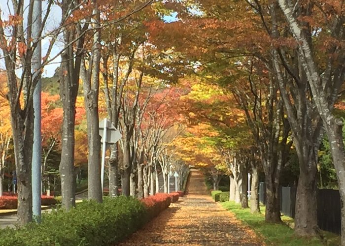 国営みちのく杜の湖畔公園の隠れた絶景です😊