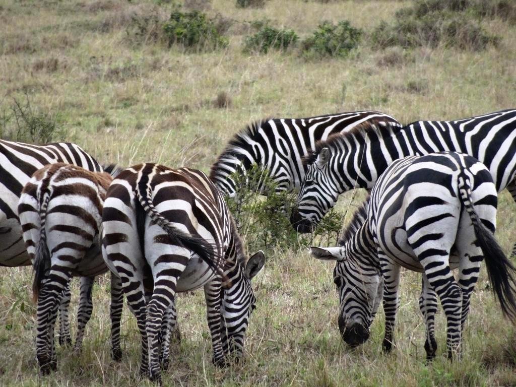 African Jesmal Safari (Nairobi) - All You Need to Know BEFORE You Go