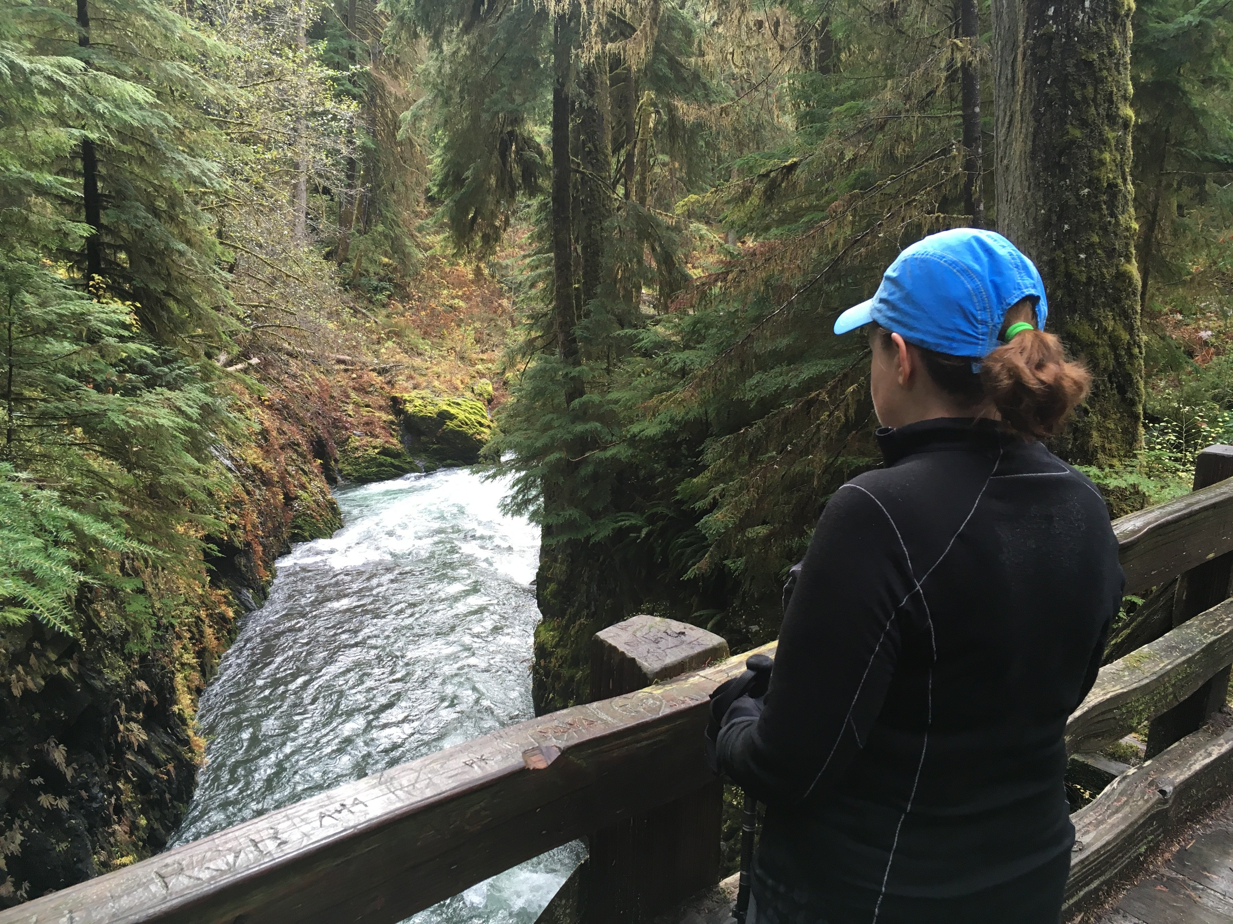 Quinault River Pony Bridge Day Hike All You Need to Know BEFORE You Go 2024