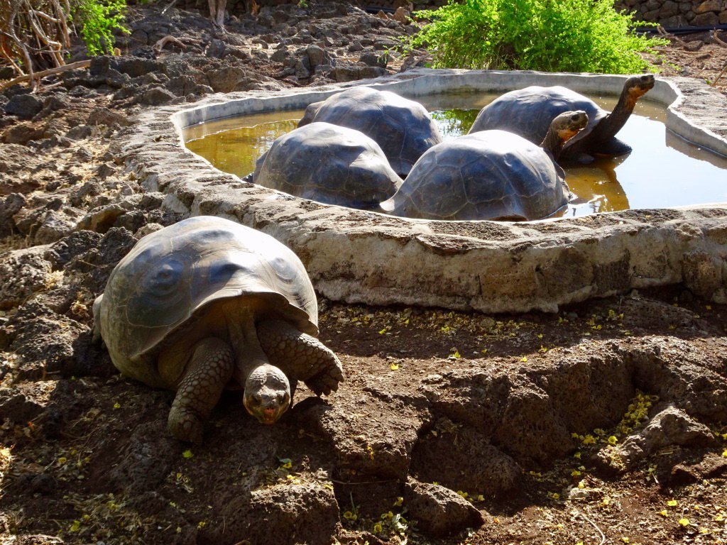 Dive into Discoveries: The Charles Darwin Research Station in the Galapagos Islands - Introduction to the Charles Darwin Research Station