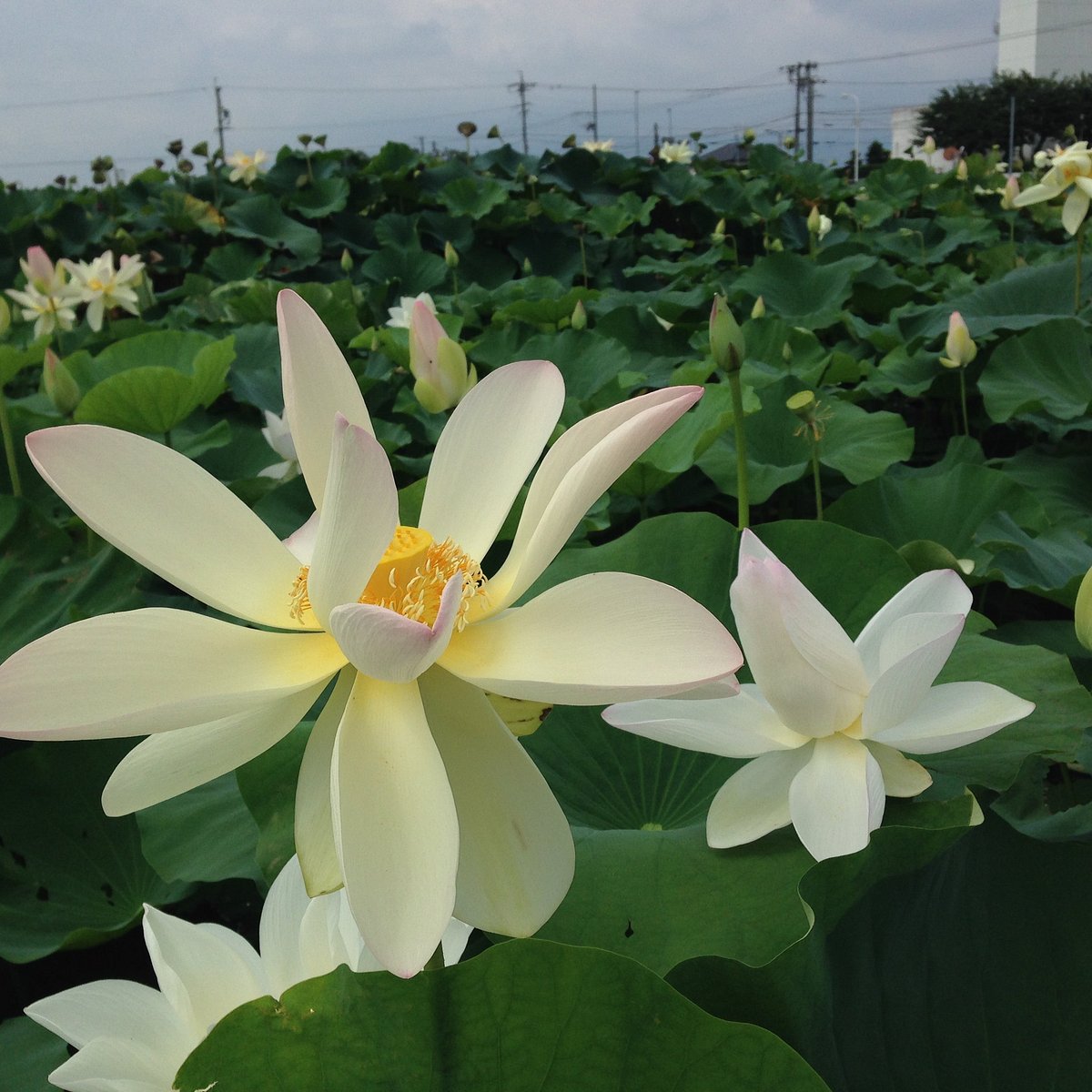 21年 大賀ハス園 行く前に 見どころをチェック トリップアドバイザー