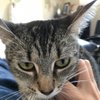 ToraCat