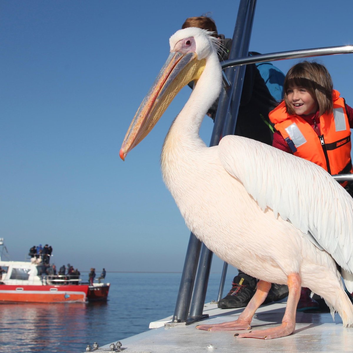 Mola Mola Safaris (Walvis Bay) - All You Need to Know BEFORE You Go