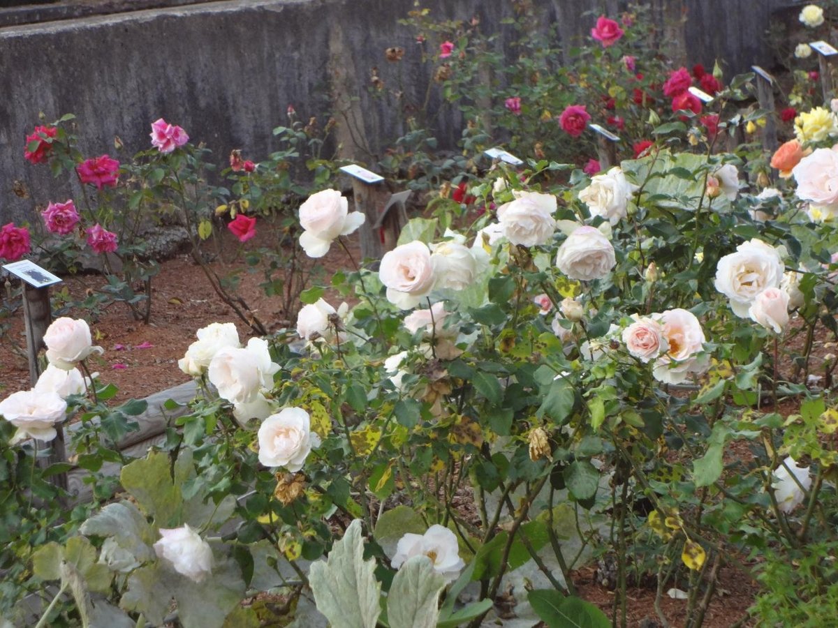 Mittelalterlicher Garten (Rosheim) All You Need to Know