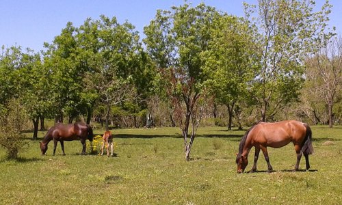 Dayman no es solo termas, también es estancias y campos de una calidez típicamente uruguaya - Dayman is not only hot springs, it also has farms and fields with typical Uruguayan warmness. 