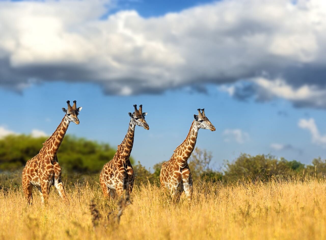 Africa Moja Tours and Transfers (Sandton) - All You Need to Know BEFORE ...