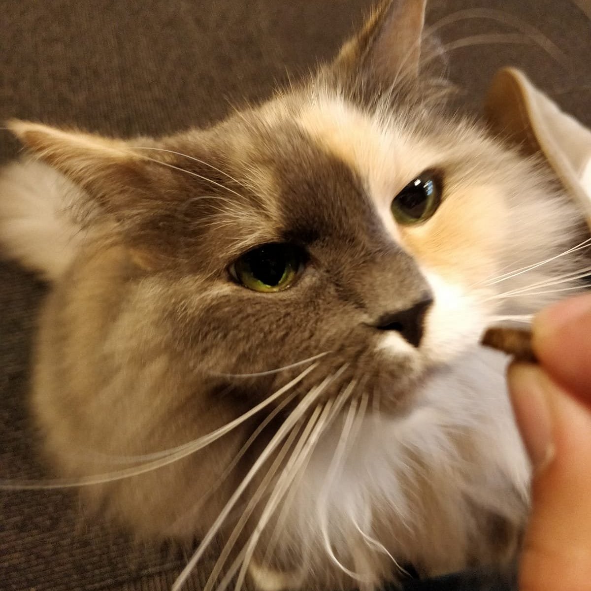 angry kitty - Picture of Cat Cafe Calico Shinjuku, Kabukicho - Tripadvisor