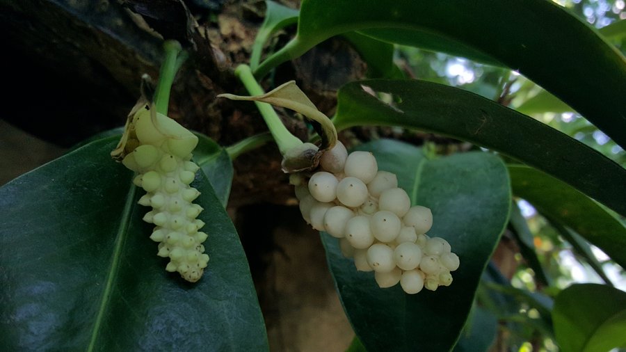 台中植物園