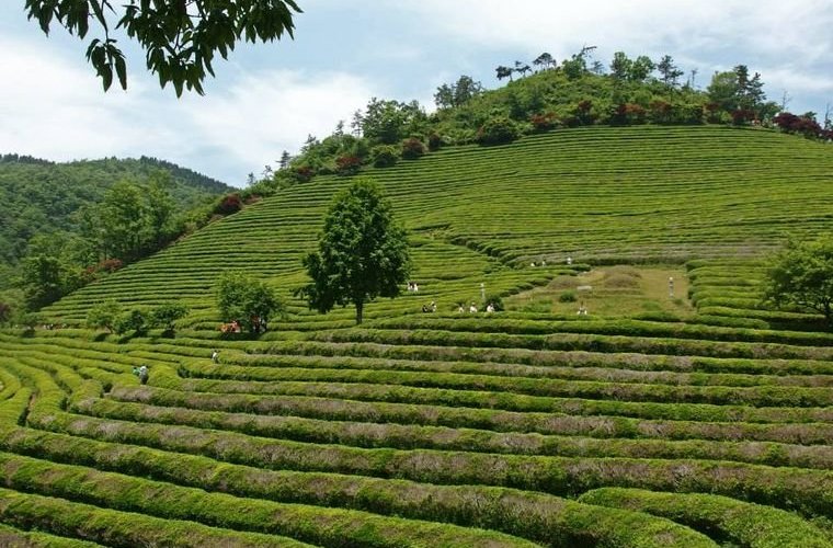 Rolling hills of green tea plants in Boseong are hikeable for tourists. (Credit: Kelly Kasulis/Mic)