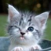 Kitty L