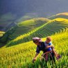 Vietnam Local Guide
