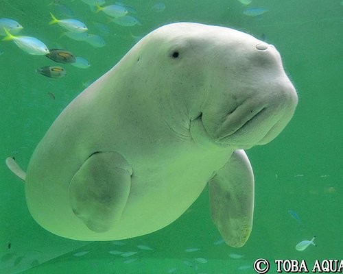 東海地方の動物園 水族館 ベスト10 トリップアドバイザー