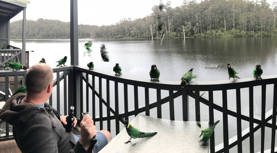 The friendly green parrots - looking for a treat!
