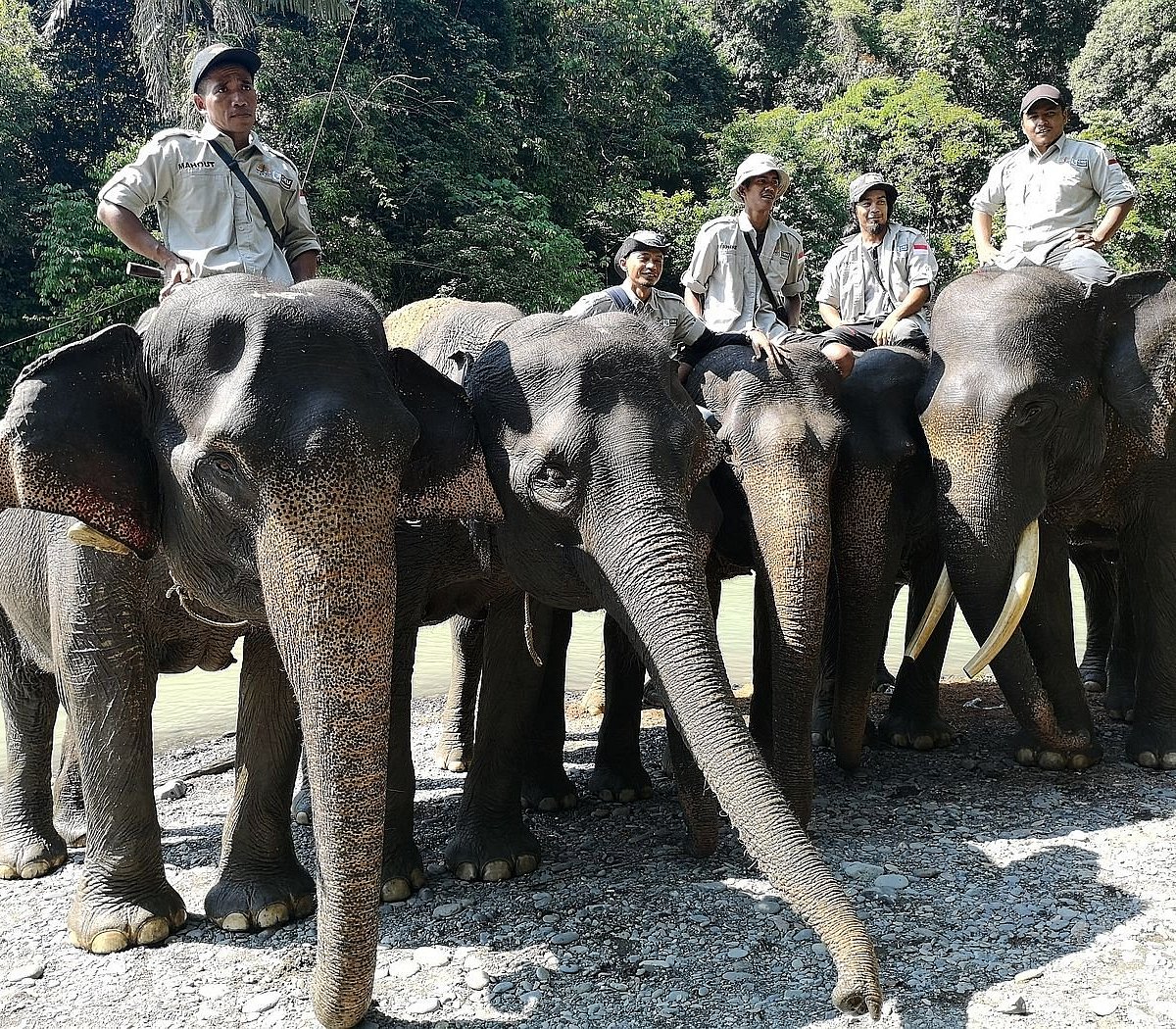 Элефант Камп. Слон лагерь. Катание на слонах (Elephant Camp) Пхукет.