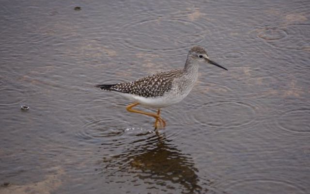 Plenty of birds
