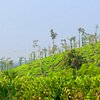 Things To Do in Coorg With Mysore Tour, Restaurants in Coorg With Mysore Tour