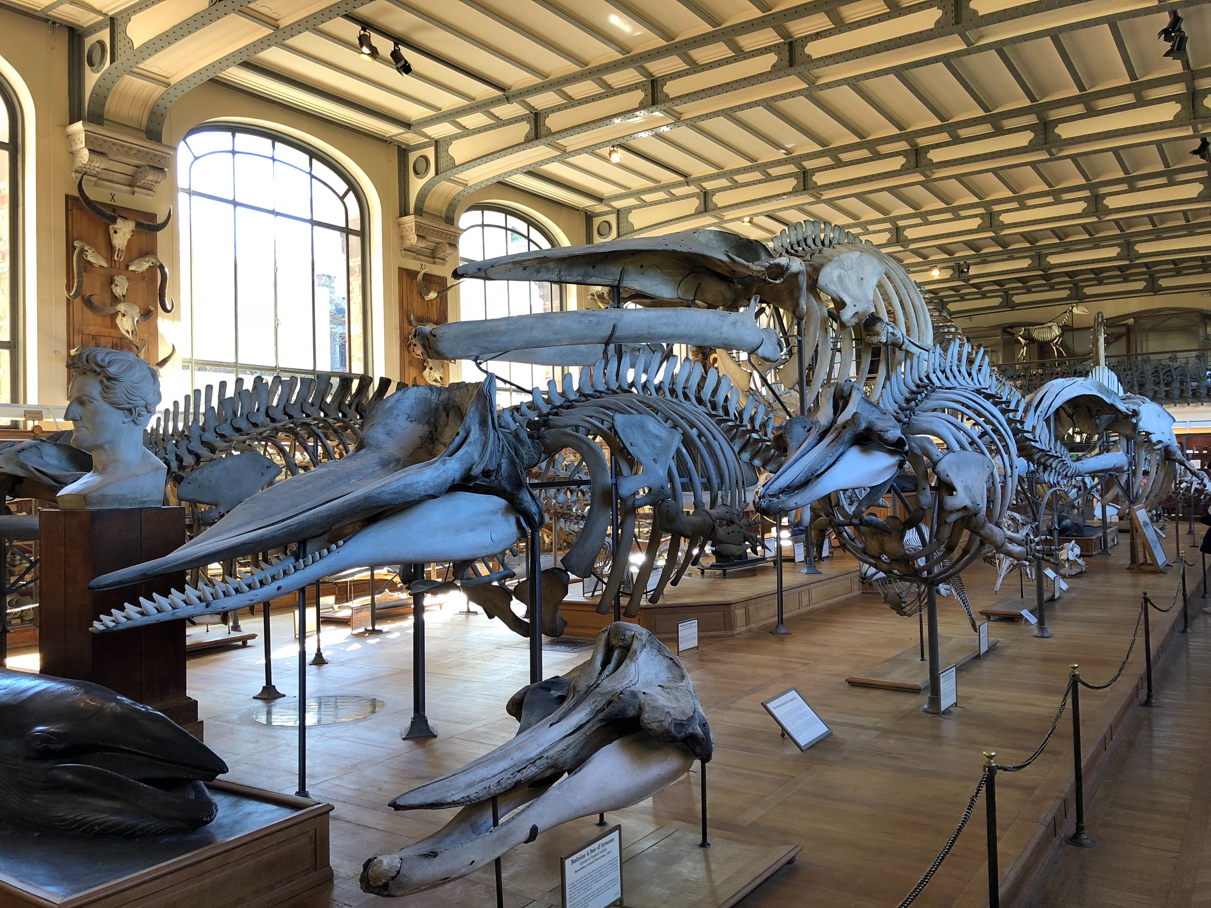 National Museum of Natural History Paris All You Need to Know