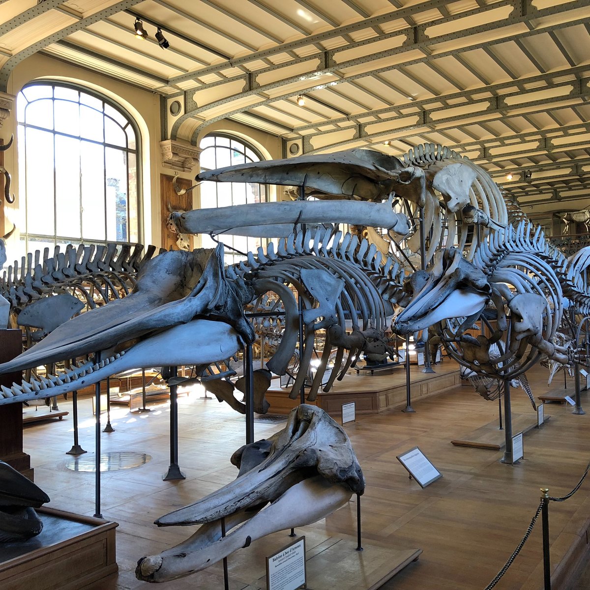 National Museum of Natural History, Париж: лучшие советы перед посещением -  Tripadvisor