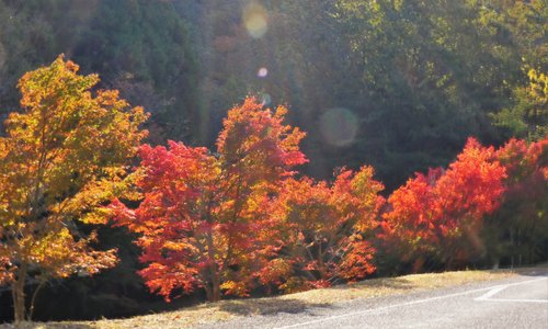 21年日本井原市的旅游景点 旅游指南 行程 Tripadvisor