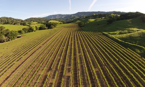 Suisun Valley Vineyard