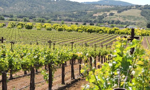 Suisun Valley Vineyard 2