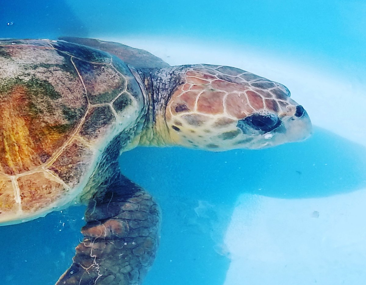 THE TURTLE HOSPITAL (Marathon): All You Need to Know