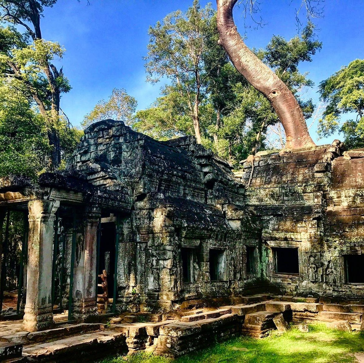 ta-prohm-siem-reap-cambodia-hours-address-attraction-reviews