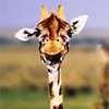 Giffy Giraffe
