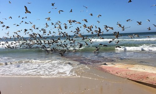 Visvangst bij Praia de Mira 