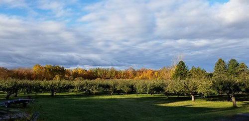 A beautiful orchard in St-Nicolas, Que, overlooking the St. Lawrence! This is a wonderful and magical place to visit with the kids, eat the juiciest and most flavourful apples and pies you've ever tasted! The owners, Lynne and Daniel, are such welcoming and gracious hosts - definitely a jewel in Quebec!