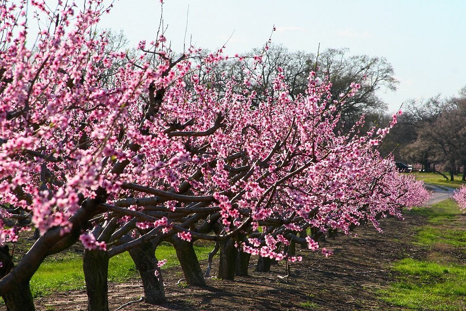 Cooper Farms Country Store (Fairfield) - All You Need to Know BEFORE You Go