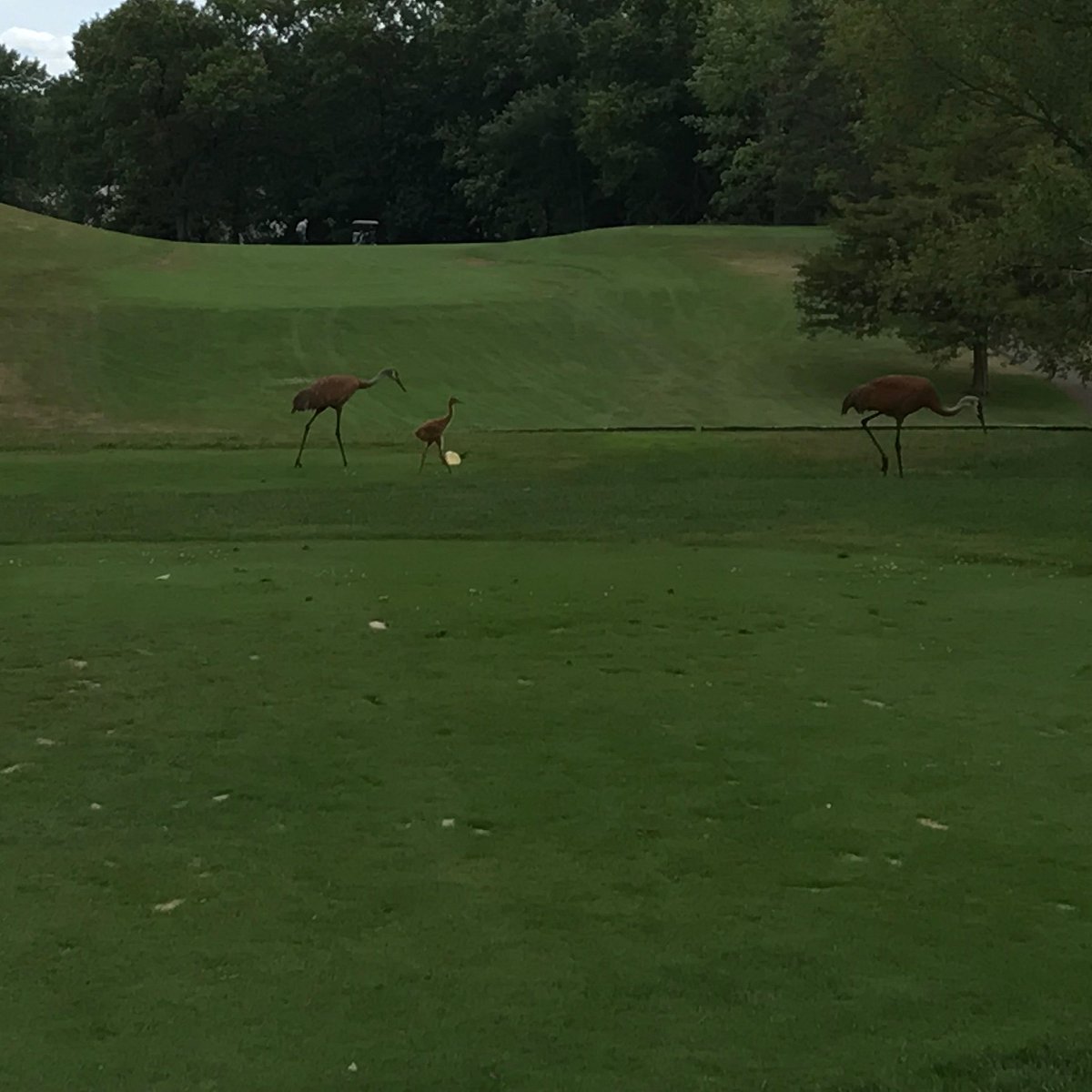 Timber Trace Golf Club (Pinckney) All You Need to Know BEFORE You Go