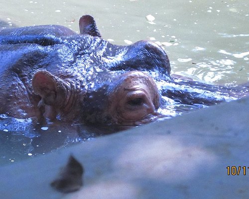 THE BEST Zoos & Aquariums in Madhya Pradesh - Tripadvisor