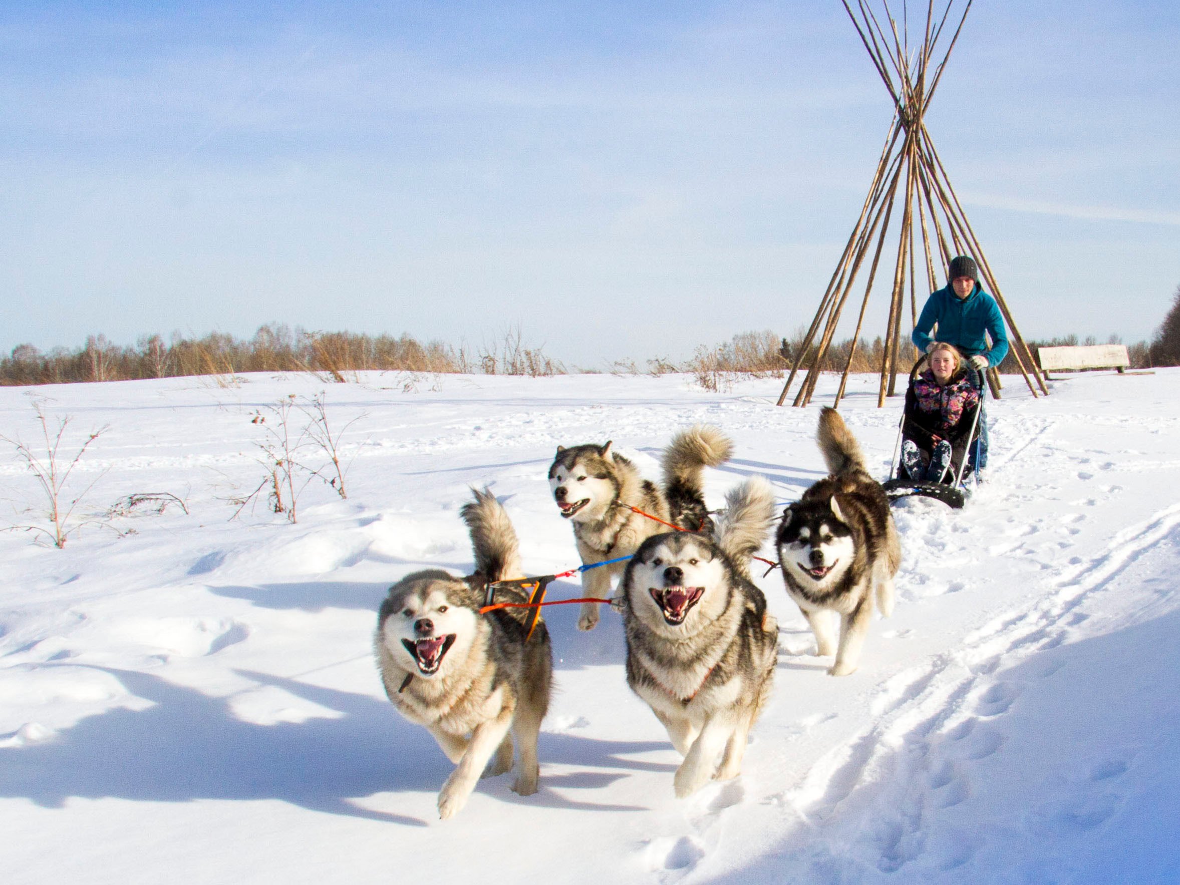DOG SLEDDING 2025 All You MUST Know Before You Go W Reviews Getlstd Property Photo