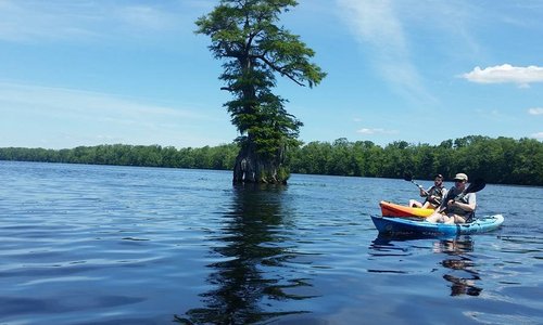 Cypress Tree Kayaking