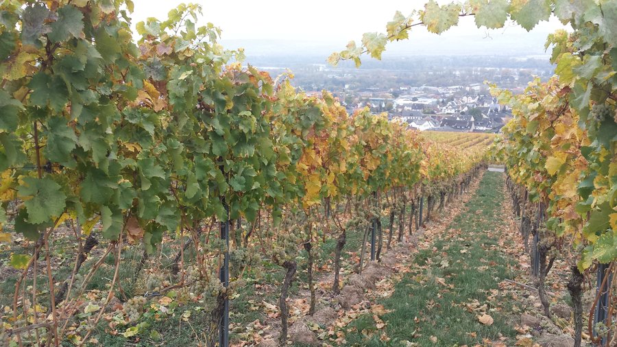 le vignoble  et l'excellent  raisin Rheingau  des sœurs bénédictines  (au fond Rüdesheim am Rhein)