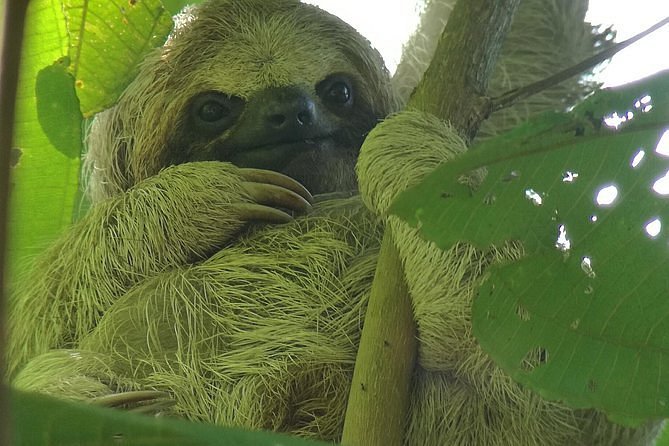 Sloth Watching Trail - All You Need to Know BEFORE You Go (2024)