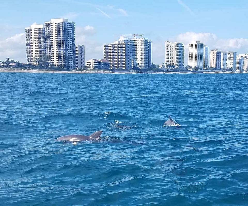 dolphin tours jupiter fl