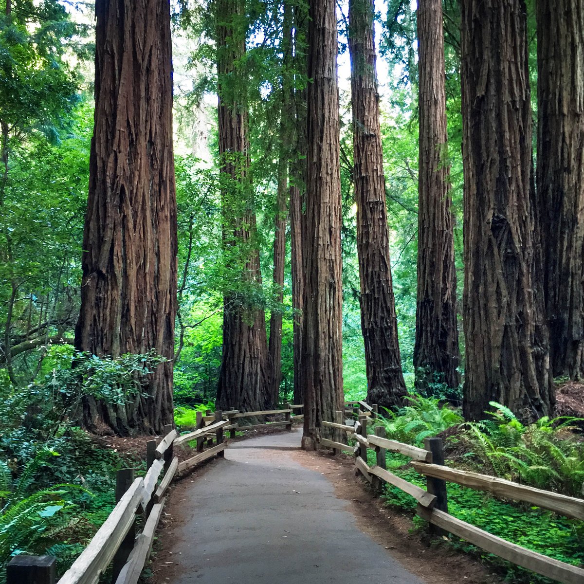 muir woods national monument tours