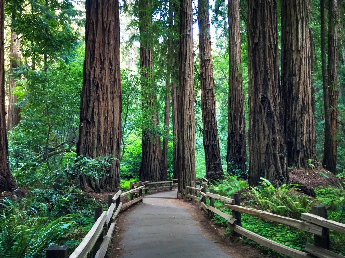 MUIR WOODS NATIONAL MONUMENT (Mill Valley) - 2023 What to Know BEFORE 